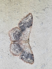 Idaea halmaea