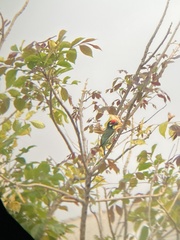 Psilopogon haemacephalus