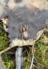 Agelena labyrinthica