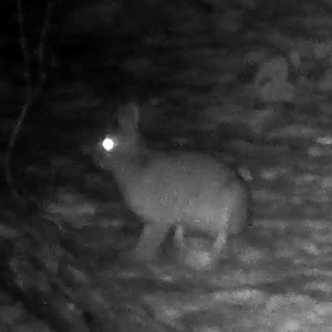 Japanese Hare