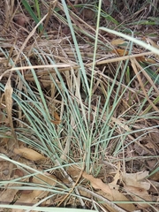 Cymbopogon refractus