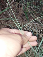 Cymbopogon refractus