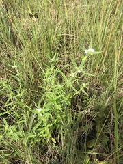 Leucas lavandulifolia