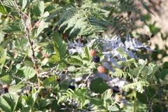 Rubus rigidus