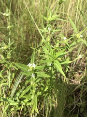 Leucas lavandulifolia