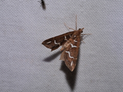 Chaetolopha niphosticha