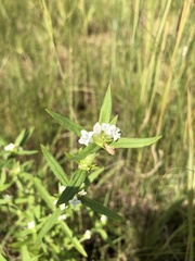 Leucas lavandulifolia