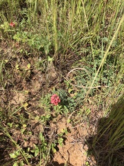 Indigofera sanguinea