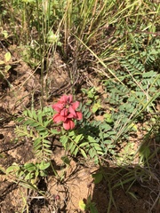 Indigofera sanguinea