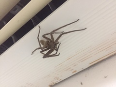 Heteropoda venatoria