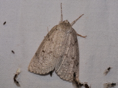 Mochlotona phasmatias