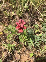 Indigofera sanguinea