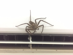 Heteropoda venatoria