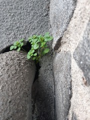 Pilea peploides major