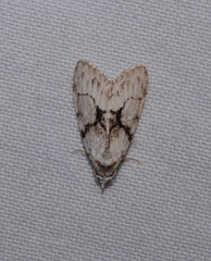 Nola delograpta