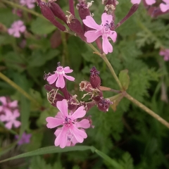 Silene aegyptiaca