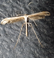 Stenoptilia