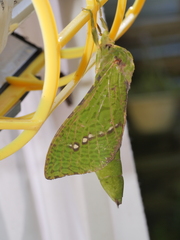 Aenetus eximia
