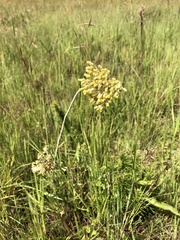 Helichrysum nudifolium