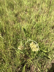Helichrysum nudifolium
