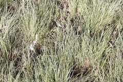 Themeda triandra