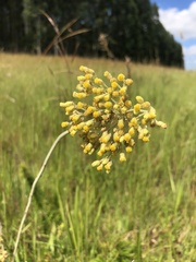 Helichrysum nudifolium