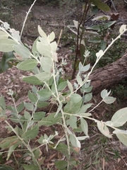 Acacia podalyriifolia