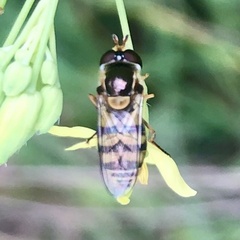 Simosyrphus grandicornis