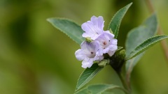 Strobilanthes kunthiana
