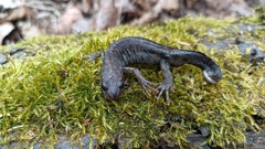 Triturus carnifex