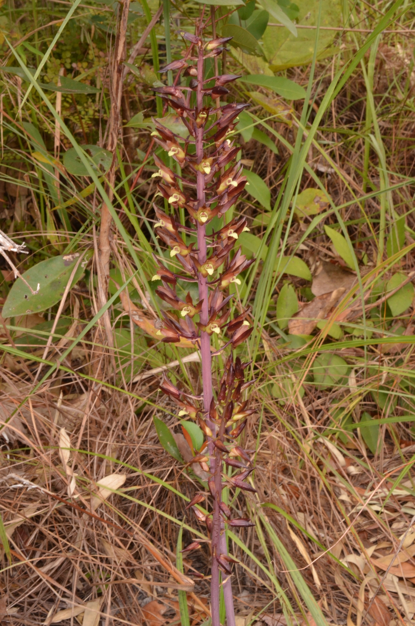 Eulophia zollingeri — ảnh 3