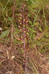 Eulophia zollingeri