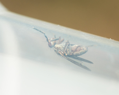 Pherbellia cinerella