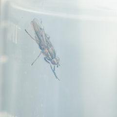 Pherbellia cinerella