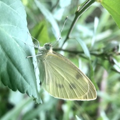 Pieris rapae rapae