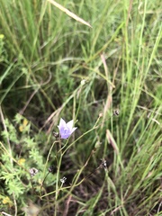 Wahlenbergia undulata
