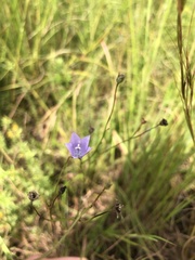 Wahlenbergia undulata