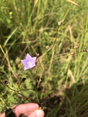 Wahlenbergia undulata