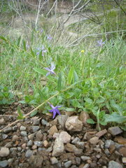 Vinca herbacea