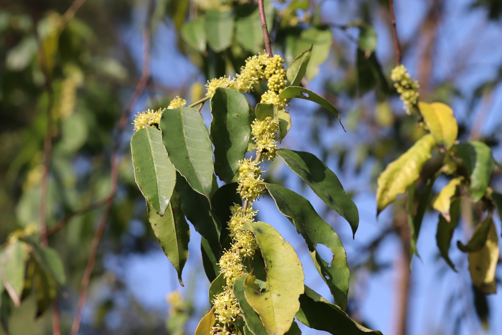 Ilex confertiflora (Ilex confertiflora)