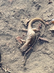 Lissotriton