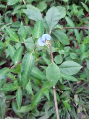 Commelina diffusa