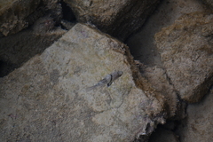 Sphaeramia orbicularis