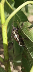 Batocera rufomaculata