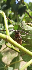 Batocera rufomaculata