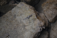 Sphaeramia orbicularis