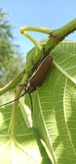 Batocera rufomaculata
