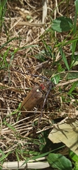 Batocera rufomaculata