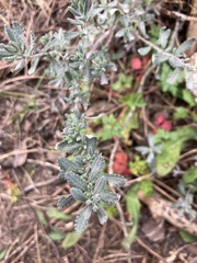 Teucrium capitatum