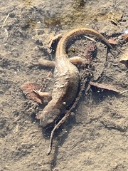 Lissotriton